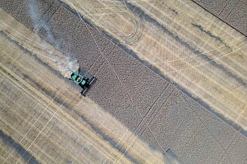 27082025
Combines work a field bordering the Assiniboine River and Little Saskatchewan River west of Brandon on a sunny Wednesday afternoon.
(Tim Smith/The Brandon Sun)