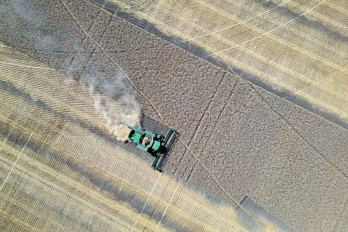 27082025
Combines work a field bordering the Assiniboine River and Little Saskatchewan River west of Brandon on a sunny Wednesday afternoon.
(Tim Smith/The Brandon Sun)