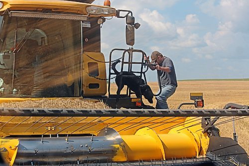 Matt Gray climbs out of a combine with 4-year-old dog Tucker, who was just riding with him for the morning harvest. (Connor McDowell/The Brandon Sun)