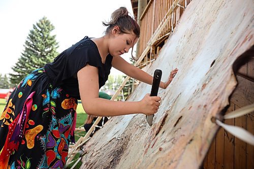 Lynnianna Swan scrapes a buffalo hide during Friday's event. The hide was donated by the The Buffalo Culture Collective to be used by Sioux Valley members. Sioux Valley also harvested one of their own bisons for use of the meat and hide as part of the wellness day. (Tim Smith/The Brandon Sun)