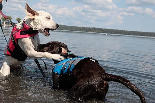 28082025
Cynthia Lovering’s dogs Izzy and Tucker play in Clear Lake in Riding Mountain National Park on Thursday.
(Tim Smith/The Brandon Sun)