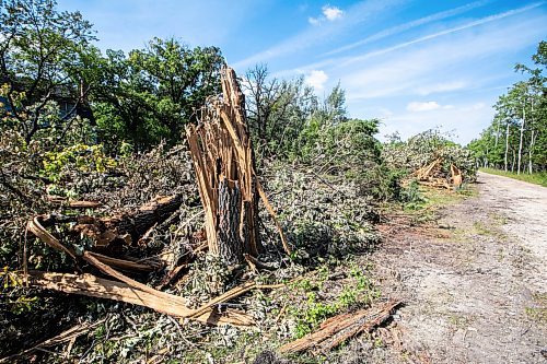 MIKAELA MACKENZIE / FREE PRESS
Paul Taylorճ property, where he has started to have trees cleared, on Friday, Aug. 29, 2025. He plans to demolish the two houses on the property and clear swaths of trees in response to chronic squatter and vandalism issues.
For Chris story.
Free Press 2025