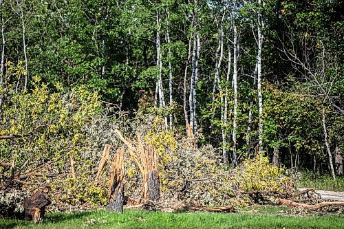 MIKAELA MACKENZIE / FREE PRESS
Paul Taylorճ property, where he has started to have trees cleared, on Friday, Aug. 29, 2025. He plans to demolish the two houses on the property and clear swaths of trees in response to chronic squatter and vandalism issues.
For Chris story.
Free Press 2025
