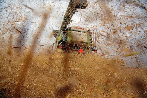 Wheat chaff blows out the back of a combine operated by 18-year-old Samuel Gurr on an overcast Tuesday morning, a few minutes northeast of Brandon. (Matt Goerzen/The Brandon Sun)