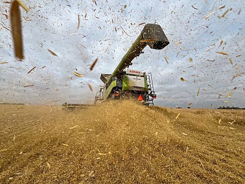 Wheat chaff blows out the back of a combine operated by 18-year-old Samuel Gurr on an overcast Tuesday morning, a few minutes northeast of Brandon. (Matt Goerzen/The Brandon Sun)