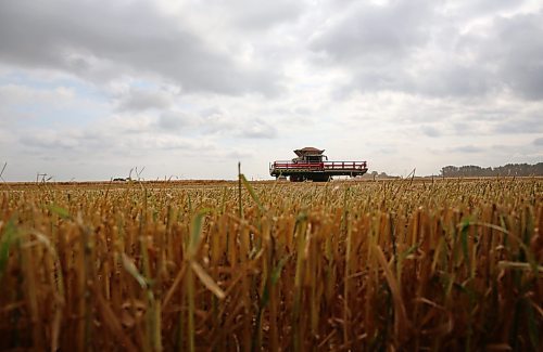 Stubble left over from the morning harvest is seen in the foreground, with a combine operated by 18-year-old Samuel Gurr on the horizon getting ready to unload a hopper of wheat. (Matt Goerzen/The Brandon Sun)