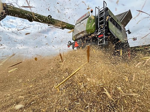 Wheat chaff blows out the back of a combine operated by 18-year-old Samuel Gurr on an overcast Tuesday morning, a few minutes northeast of Brandon. (Matt Goerzen/The Brandon Sun)