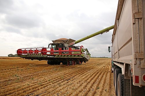 Samuel Gurr, 18, unloads a combine hopper full of wheat on Tuesday morning on an acreage northeast of Brandon. (Matt Goerzen/The Brandon Sun)