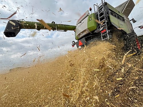 Wheat chaff blows out the back of a combine operated by 18-year-old Samuel Gurr on an overcast Tuesday morning, a few minutes northeast of Brandon. (Matt Goerzen/The Brandon Sun)