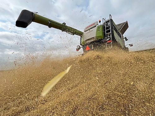 Wheat chaff blows out the back of a combine operated by 18-year-old Samuel Gurr on an overcast Tuesday morning, a few minutes northeast of Brandon. (Matt Goerzen/The Brandon Sun)