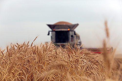 Uncut wheat rises in front of a combine operated by 18-year-old Samuel Gurr on Tuesday morning on an acreage northeast of Brandon. (Matt Goerzen/The Brandon Sun)