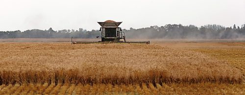 A combine operated by 18-year-old Samuel Gurr finishes a round with a hopper nearly full of wheat on Tuesday morning on an acreage northeast of Brandon. (Matt Goerzen/The Brandon Sun)