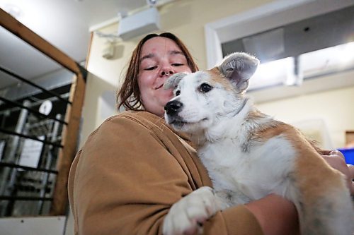 Humane society volunteer Hailey Twiss holds Ava, a five-month-old Corgie cross. (Matt Goerzen/The Brandon Sun)