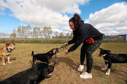 Brandon Humane Society employee Lizanne Szabo plays with some of the canines up for adoption at the facility on Friday morning. (Matt Goerzen/The Brandon Sun)