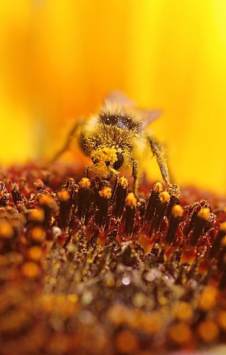 A bumblebee is loaded with pollen. (Matt Goerzen/The Brandon Sun)