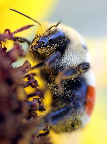 A side view of a bee working away on a sunflower. (Matt Goerzen/The Brandon Sun)