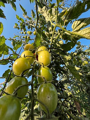A stand of cherry tomatoes hangs from a tomato plant in a garden near Brandon in early September. (Matt Goerzen/The Brandon Sun)