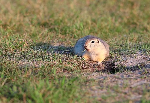 A Richardson's Ground Squirrel has a little snack on Wednesday evening at the Riverbank Discovery Centre. (Matt Goerzen/The Brandon Sun)