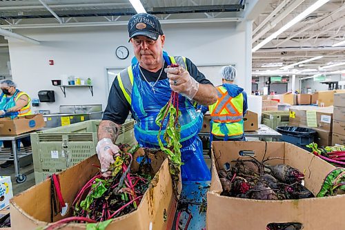 MIKE DEAL / FREE PRESS
John Hoffman works at sorting out some donated beets during his volunteer shift Wednesday morning. John has been volunteering at Harvest MB on and off of the last ten years.
Vince Barletta, President and CEO, Harvest Manitoba along with Barry Watson, area Vice-President, Corporate Financing and Senior Accounts at Western Canada for Farm Credit Canada (FCC) during an announcement at Harvest MB’s facilities (1085 Winnipeg Avenue) Wednesday morning, that FCC will be putting up $500,000 to help Harvest Manitoba expand.
Reporter: Tyler Searle
251001 - Wednesday, October 01, 2025.
