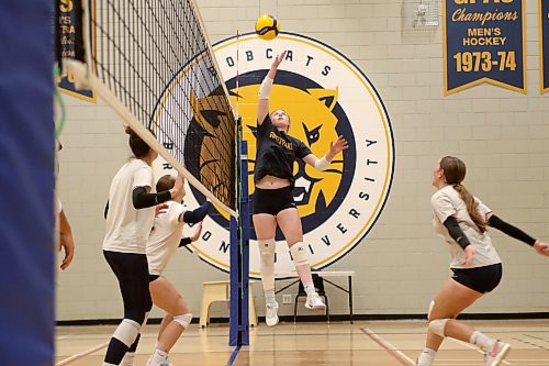Brandon University Bobcats setter Carly Thomson dumps a ball during women's volleyball practice at Henry Champ Gymnasium on Wednesday. The Bobcats return to exhibition play on Friday at Assiniboine College, taking on the Briercrest Clippers after the Cougars play the Saskatchewan-based college at 6 p.m. (Thomas Friesen/The Brandon Sun)