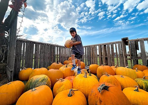 Ruth Bonneville / Free Press
Standup Pumpkin Patch Picking
Emmett MacIver turning 6 yaars old at the end of October, finds his perfect sized pumpkin in the Pumpkin Patch at Deer Meadows Farm where he spent the afternoon with his grandmother on a day off from school Wednesday.
Deer Meadow Farms just north east of Winnipeg on Springfield Road offers families a variety of activities, including a petting farm, a large corn maze, hayrides, a pumpkin patch, and a wagon ride through a Fallow Deer preserve.
Oct 1st, 2025