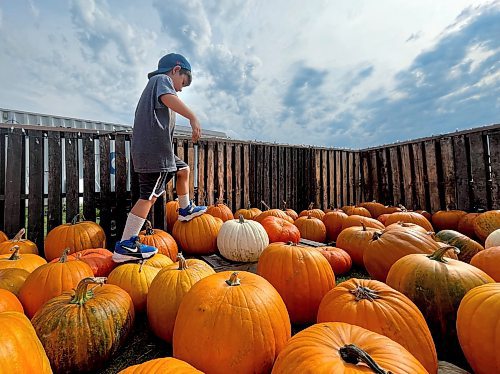 Ruth Bonneville / Free Press
Standup Pumpkin Patch Picking
Emmett MacIver turning 6 yaars old at the end of October, looks for his perfect sized pumpkin in the Pumpkin Patch at Deer Meadows Farm where he spent the afternoon with his grandmother on a day off from school Wednesday.
Deer Meadow Farms just north east of Winnipeg on Springfield Road offers families a variety of activities, including a petting farm, a large corn maze, hayrides, a pumpkin patch, and a wagon ride through a Fallow Deer preserve.
Oct 1st, 2025