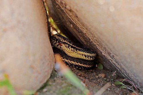 29092025
A garter snake hides between two rocks along the Little Saskatchewan River on Thursday.
(Tim Smith/The Brandon Sun)