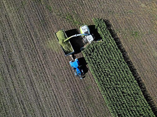 TIM SMITH BRANDON SUN
Silage is harvested south of Rivers, Manitoba on a sunny Tuesday afternoon.