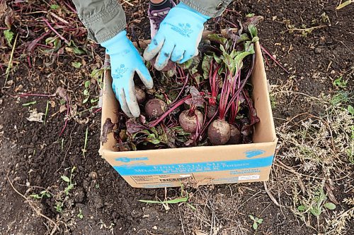 07102025
Edith Strange, owner of TimTom Asian Grocery in Brandon, collects beets from her garden plot at the Hummingbird Community Garden along Maryland Avenue in Brandon on a cool Tuesday afternoon. 
(Tim Smith/The Brandon Sun)