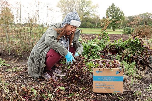 07102025
Edith Strange, owner of TimTom Asian Grocery in Brandon, collects beets from her garden plot at the Hummingbird Community Garden along Maryland Avenue in Brandon on a cool Tuesday afternoon. 
(Tim Smith/The Brandon Sun)