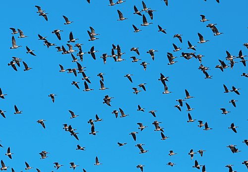 A flock of Canada Geese fly over the skies near Forrest on a warm and sunny Wednesday afternoon. (Matt Goerzen/The Brandon Sun)