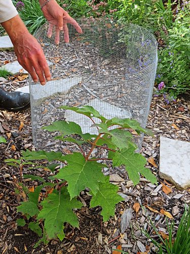 Colleen Zacharias / Free Press
This Zone 4B Oakleaf Hydrangea gets specialized treatment with a ring of hardware cloth fencing which will be filled with leaves for winter protection.