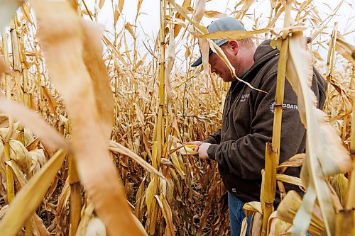 MIKE DEAL / FREE PRESS
Farmer, Jake Ayre, owner of Southern Seed Ltd runs a mixed 1,900-acre farm with his dad and is also a VP of Keystone Ag.
Jake in one of his corn fields checking on its condition.
Checking in with farmers to see how they fared this season given the tariffs, drought, wildfires and government change.
Reporter: Julia-Simone Rutgers
251021 - Tuesday, October 21, 2025.