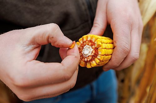 MIKE DEAL / FREE PRESS
Farmer, Jake Ayre, owner of Southern Seed Ltd runs a mixed 1,900-acre farm with his dad and is also a VP of Keystone Ag.
Jake in one of his corn fields checking on its condition.
Checking in with farmers to see how they fared this season given the tariffs, drought, wildfires and government change.
Reporter: Julia-Simone Rutgers
251021 - Tuesday, October 21, 2025.