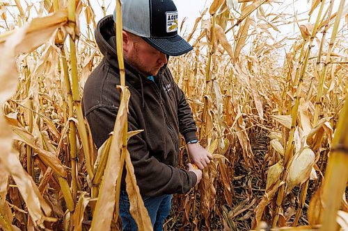 MIKE DEAL / FREE PRESS
Farmer, Jake Ayre, owner of Southern Seed Ltd runs a mixed 1,900-acre farm with his dad and is also a VP of Keystone Ag.
Jake in one of his corn fields checking on its condition.
Checking in with farmers to see how they fared this season given the tariffs, drought, wildfires and government change.
Reporter: Julia-Simone Rutgers
251021 - Tuesday, October 21, 2025.