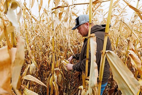 MIKE DEAL / FREE PRESS
Farmer, Jake Ayre, owner of Southern Seed Ltd runs a mixed 1,900-acre farm with his dad and is also a VP of Keystone Ag.
Jake in one of his corn fields checking on its condition.
Checking in with farmers to see how they fared this season given the tariffs, drought, wildfires and government change.
Reporter: Julia-Simone Rutgers
251021 - Tuesday, October 21, 2025.