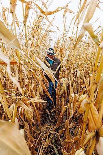 MIKE DEAL / FREE PRESS
Farmer, Jake Ayre, owner of Southern Seed Ltd runs a mixed 1,900-acre farm with his dad and is also a VP of Keystone Ag.
Jake in one of his corn fields checking on its condition.
Checking in with farmers to see how they fared this season given the tariffs, drought, wildfires and government change.
Reporter: Julia-Simone Rutgers
251021 - Tuesday, October 21, 2025.