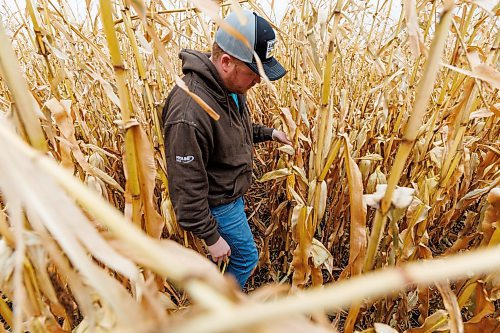 MIKE DEAL / FREE PRESS
Farmer, Jake Ayre, owner of Southern Seed Ltd runs a mixed 1,900-acre farm with his dad and is also a VP of Keystone Ag.
Jake in one of his corn fields checking on its condition.
Checking in with farmers to see how they fared this season given the tariffs, drought, wildfires and government change.
Reporter: Julia-Simone Rutgers
251021 - Tuesday, October 21, 2025.