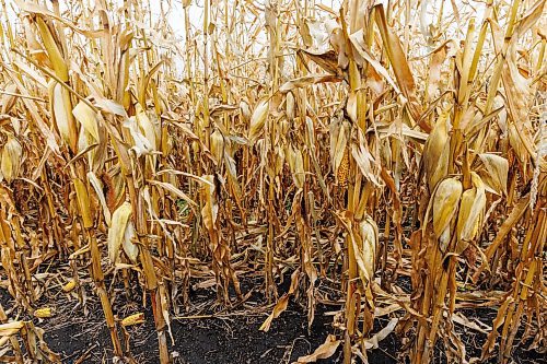 MIKE DEAL / FREE PRESS
Farmer, Jake Ayre, owner of Southern Seed Ltd runs a mixed 1,900-acre farm with his dad and is also a VP of Keystone Ag.
Jake in one of his corn fields checking on its condition.
Checking in with farmers to see how they fared this season given the tariffs, drought, wildfires and government change.
Reporter: Julia-Simone Rutgers
251021 - Tuesday, October 21, 2025.