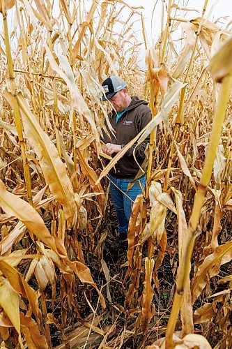 MIKE DEAL / FREE PRESS
Farmer, Jake Ayre, owner of Southern Seed Ltd runs a mixed 1,900-acre farm with his dad and is also a VP of Keystone Ag.
Jake in one of his corn fields checking on its condition.
Checking in with farmers to see how they fared this season given the tariffs, drought, wildfires and government change.
Reporter: Julia-Simone Rutgers
251021 - Tuesday, October 21, 2025.