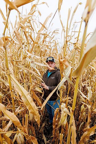 MIKE DEAL / FREE PRESS
Farmer, Jake Ayre, owner of Southern Seed Ltd runs a mixed 1,900-acre farm with his dad and is also a VP of Keystone Ag.
Jake in one of his corn fields checking on its condition.
Checking in with farmers to see how they fared this season given the tariffs, drought, wildfires and government change.
Reporter: Julia-Simone Rutgers
251021 - Tuesday, October 21, 2025.
