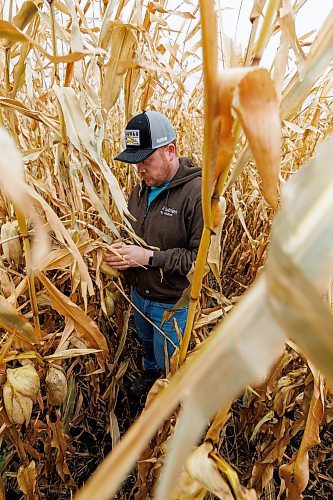 MIKE DEAL / FREE PRESS
Farmer, Jake Ayre, owner of Southern Seed Ltd runs a mixed 1,900-acre farm with his dad and is also a VP of Keystone Ag.
Jake in one of his corn fields checking on its condition.
Checking in with farmers to see how they fared this season given the tariffs, drought, wildfires and government change.
Reporter: Julia-Simone Rutgers
251021 - Tuesday, October 21, 2025.
