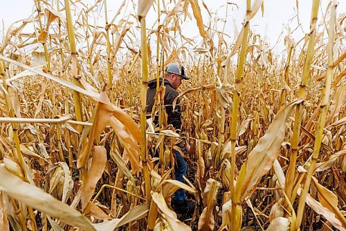 MIKE DEAL / FREE PRESS
Farmer, Jake Ayre, owner of Southern Seed Ltd runs a mixed 1,900-acre farm with his dad and is also a VP of Keystone Ag.
Jake in one of his corn fields checking on its condition.
Checking in with farmers to see how they fared this season given the tariffs, drought, wildfires and government change.
Reporter: Julia-Simone Rutgers
251021 - Tuesday, October 21, 2025.
