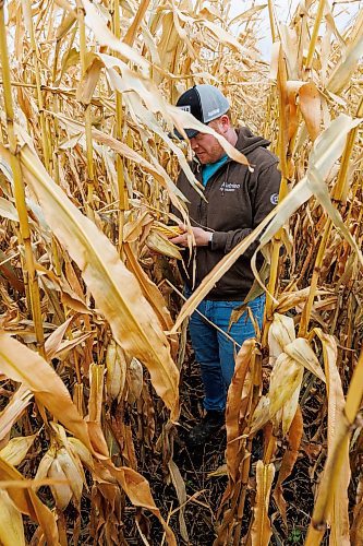 MIKE DEAL / FREE PRESS
Farmer, Jake Ayre, owner of Southern Seed Ltd runs a mixed 1,900-acre farm with his dad and is also a VP of Keystone Ag.
Jake in one of his corn fields checking on its condition.
Checking in with farmers to see how they fared this season given the tariffs, drought, wildfires and government change.
Reporter: Julia-Simone Rutgers
251021 - Tuesday, October 21, 2025.