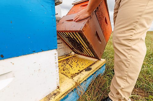 MIKE DEAL / FREE PRESS
Mike Clark is a third-generation beekeeper from Treesbank, Manitoba, who runs a long-standing apiary that his grandfather started in 1914. He is a member of the Manitoba Beekeepers' Association.
Checking in with farmers to see how they fared this season given the tariffs, drought, wildfires and government change.
Reporter: Julia-Simone Rutgers
251021 - Tuesday, October 21, 2025.
