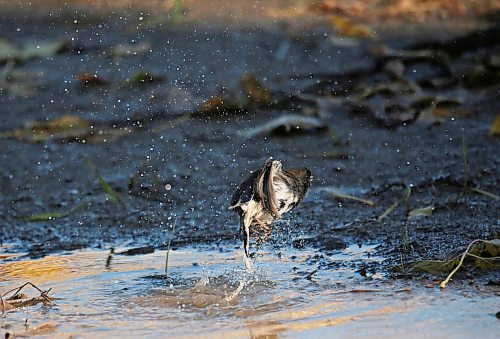A sparrow takes to the air with a splash from a puddle along the Assiniboine riverbank on Thursday afternoon. (Matt Goerzen/The Brandon Sun)