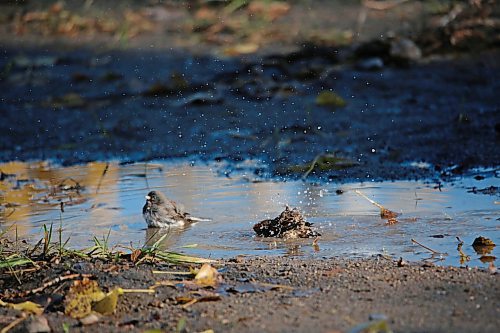 A pair of sparrows splash in a puddle along the Assiniboine riverbank on Thursday afternoon. (Matt Goerzen/The Brandon Sun)