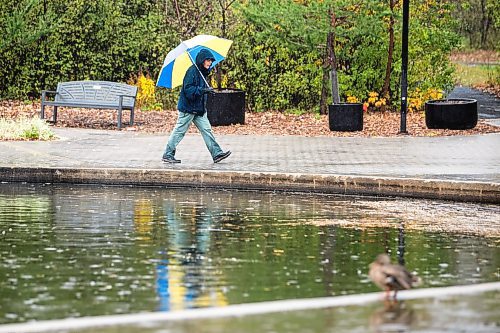 MIKAELA MACKENZIE / FREE PRESS

Don Kilimnik walks through the rain at Assiniboine Park on Monday, Oct. 27, 2025. 

Standup.
Free Press 2025