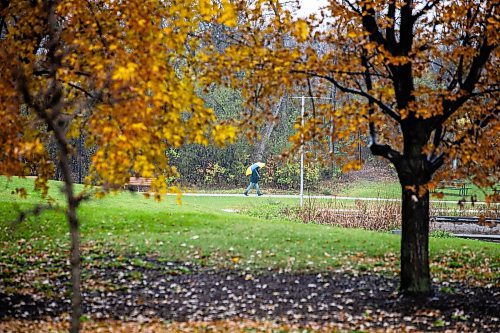MIKAELA MACKENZIE / FREE PRESS

Don Kilimnik walks through the rain at Assiniboine Park on Monday, Oct. 27, 2025. 

Standup.
Free Press 2025