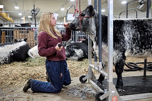 Avery Perkess with PJS Speckle Park of Prince Albert, Sask., trims Nina, a speckle park heifer, on the first day of Manitoba Ag Ex at the Keystone Centre in Brandon. P.J. and Susan Ruszkowski of PJS Speckle Park have donated Nina to be auctioned off at the Canadian Western Agribition in Regina next month with the proceeds going to support the Speckle Park Youth Association. (Tim Smith/The Brandon Sun)